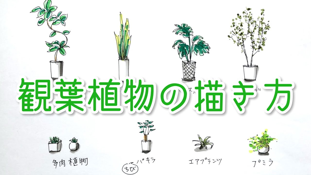 インテリアスケッチ 観葉植物のパースの描き方とコピック着彩 Youtube