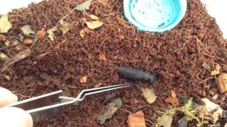 A Brief Look At My Little Invert Set-ups (Woodlice & Devil's Coach Horse Beetle)