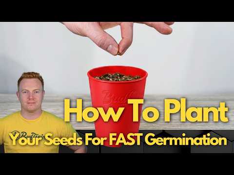 How To Plant Your Seeds