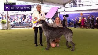 Scottish Deerhounds | Breed Judging 2024