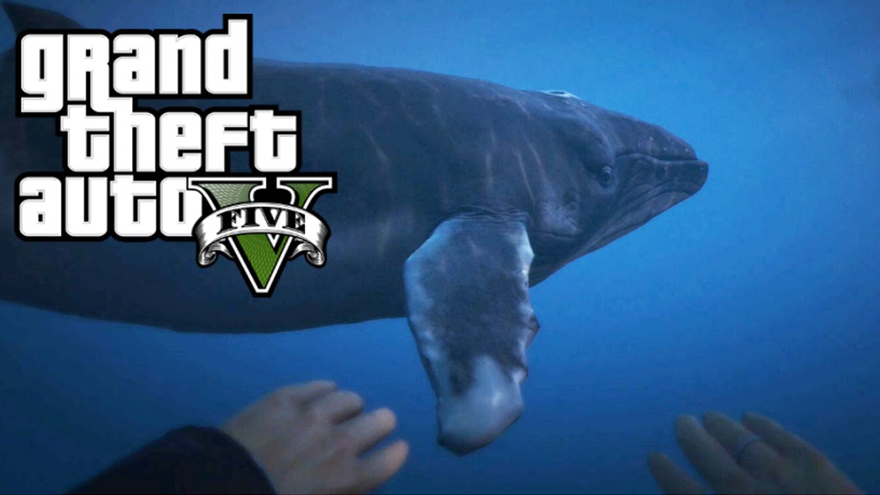 Gta 5 funny moments sharks фото 12