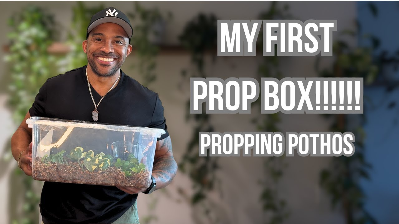 Как создать ящик для рассады с помощью сфагнума | Размножение потоса