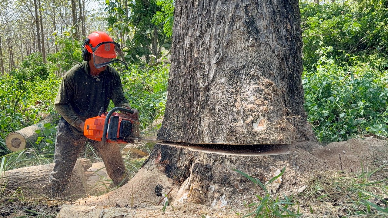 I panicked... Trees were cut down in a row on the edge of the village‼️