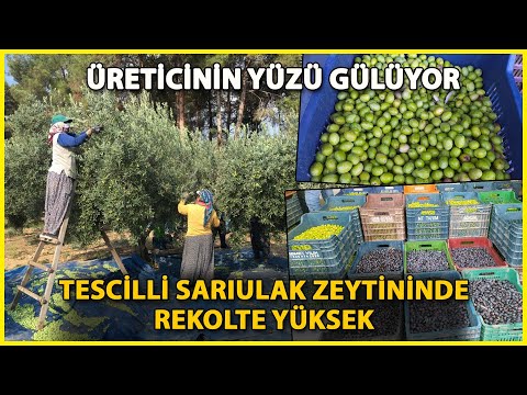 Tescilli Sarıulak Zeytini Bahçede 20 Lira