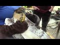 The Rescue, Rehabilitating and Re-Wilding of a Red Tailed Hawk