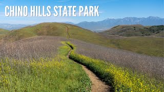 Chino Hills State Park: Hiking the Bane Ridge Trail & Wildflowers