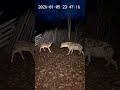 Saved deer ❤️🤝
