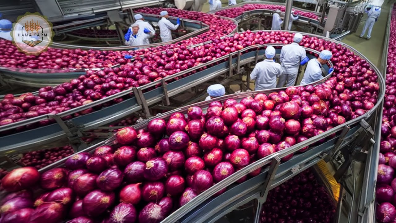 How to Process 8.9 Billion Pounds of Onions In A Processing Factory