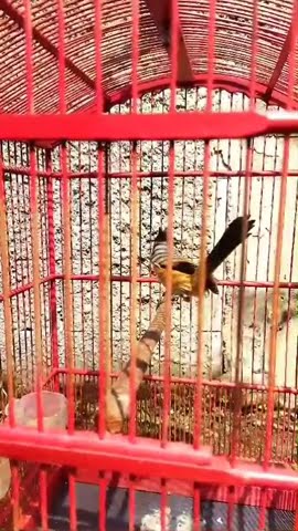 CENDET TEMBAKAN KUNTI
