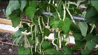 How to grow pole bean - easy and productive （芸豆/四季豆）