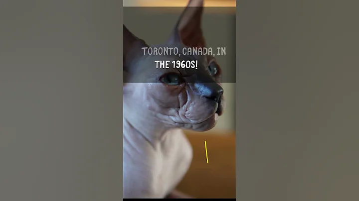 Watch the video about The Surprising Birthplace of Sphynx Cats! 🍁🐱