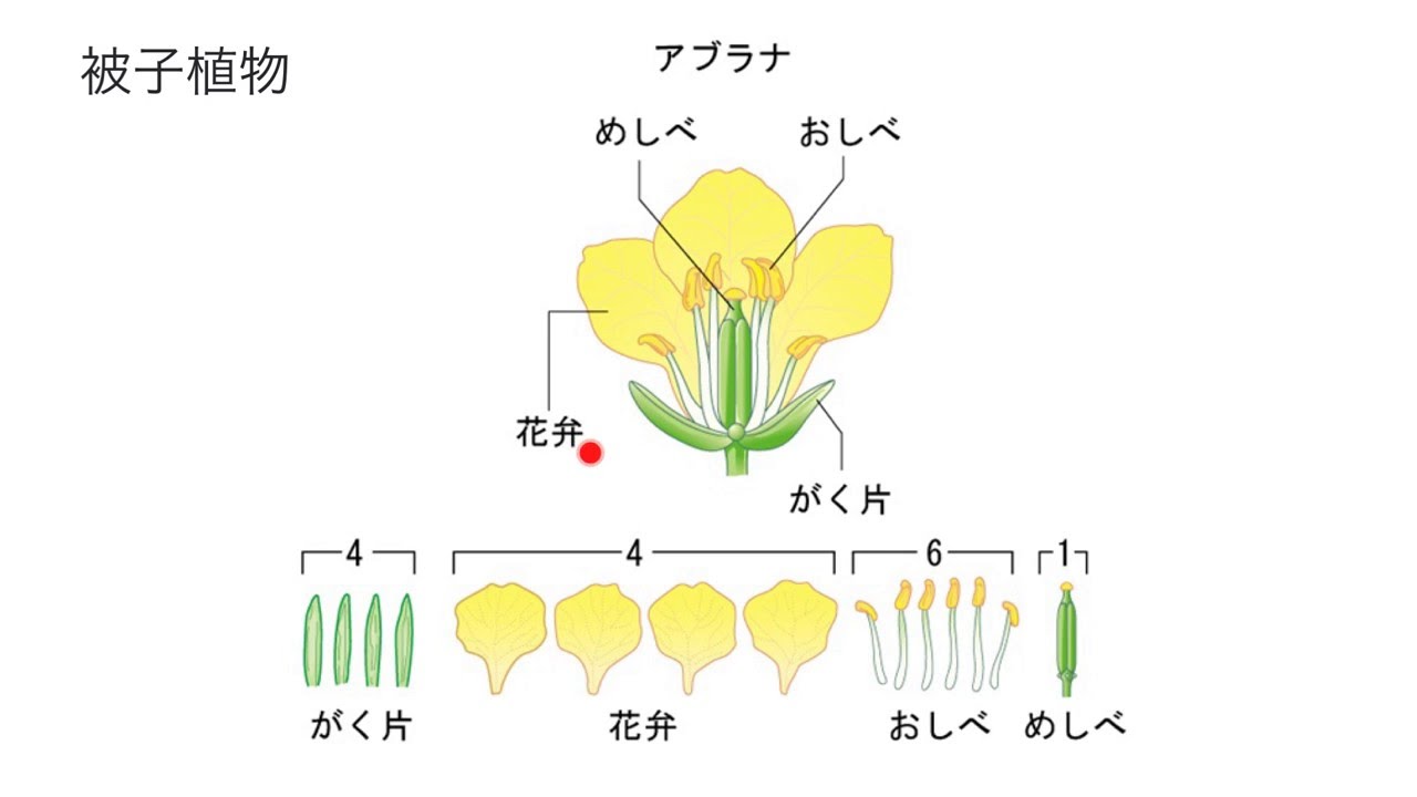 被子植物の花のつくりとはたらき Youtube