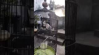 Download Lagu burung lovebird ngekek gacor #SHORT MP3 Download Lagu burung lovebird ngekek gacor #SHORT MP3