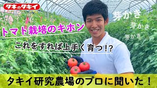 【野菜】タキイ研究農場のプロに聞いた！vol.1（芽かき）