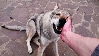 Adorable czechoslovakian wolfdog loves nibbling hands