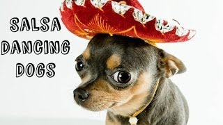 Salsa Dancing Dogs