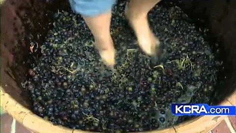 Amador wineries get ready for The Big Crush