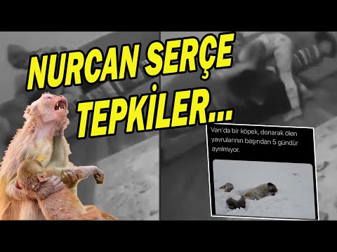 Nurcan Serçe Olayı Sosyal Medya'da Böyle Tepki Topladı | ŞOK Tepkiler. | Nurcan Serçe Tutuklandı