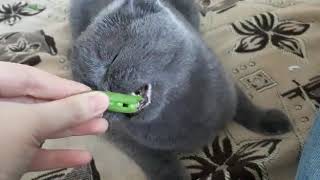 cat eats green peas