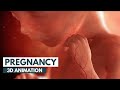 Pregnancy a monthbymonth guide  3d animation