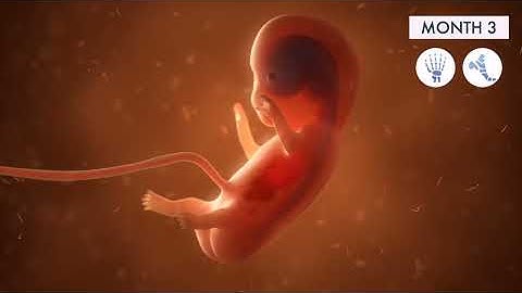 Pregnancy: A Month-By-Month Guide | 3D Animation
