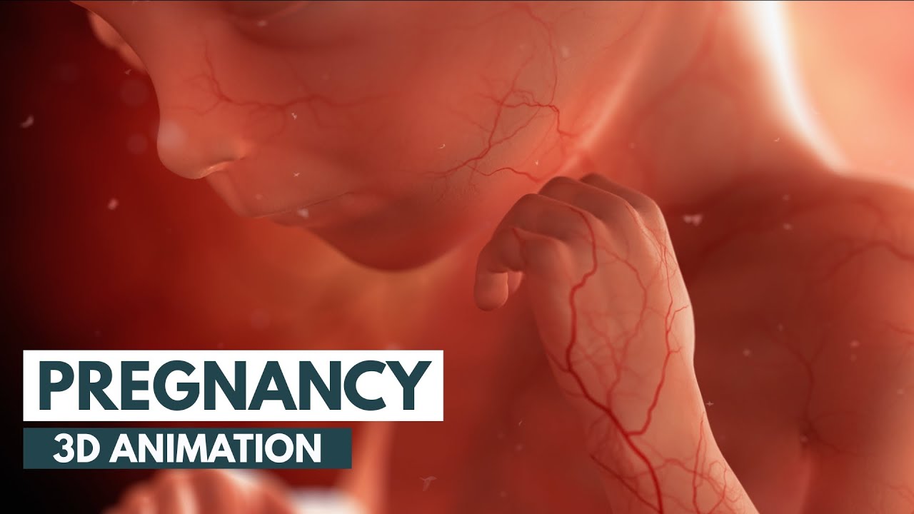 ⁣Pregnancy: A Month-By-Month Guide | 3D Animation