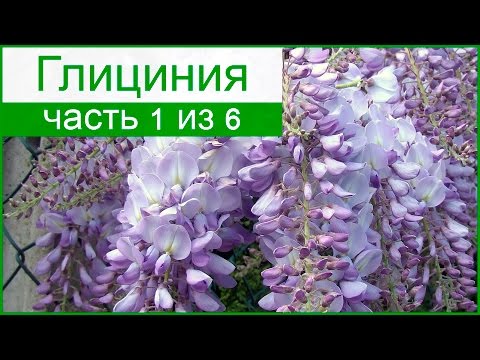 Видео: Какво е американска глициния - съвети за отглеждане на лоза от американска глициния