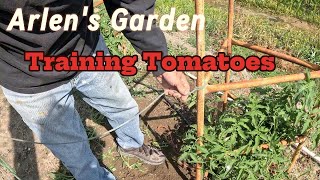 #45 How to Train Tomatoes