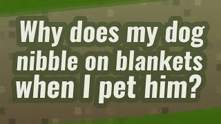 Why does my dog nibble on blankets when I pet him?