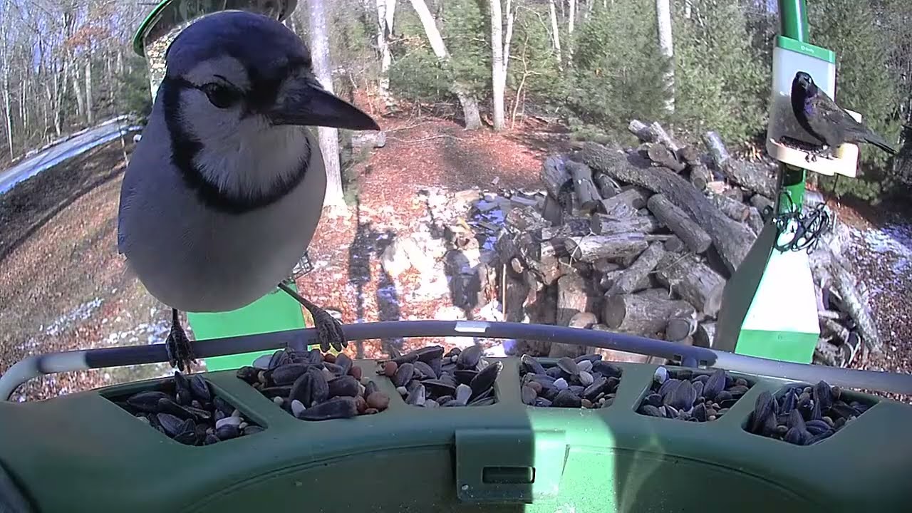 Super Triple Feeder in New England! Testing new views & feeders! Watch & let us know what you think!