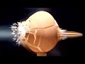 MOST SATISFYING SLOW MOTION SHOT EVER!! - EXPERIMENT AT HOME