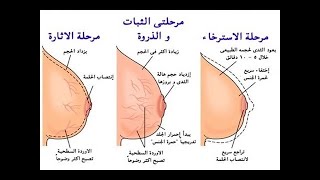 الطريقة الصحيحة لاثارة الثديين