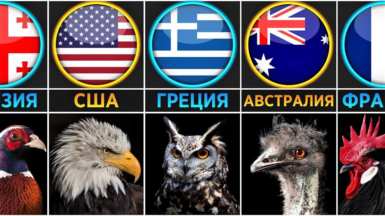 Национальные Птицы // Символы Стран (Сравнение)