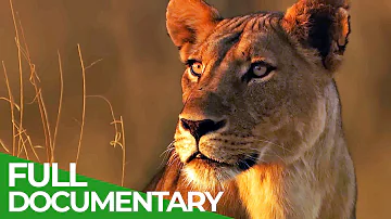 Lions Rule | Episode 1: Death in the Glade | Free Documentary Nature