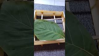Encek tradisi Jawa #food #jawatimur #encek#backtonature#wadahsesaji