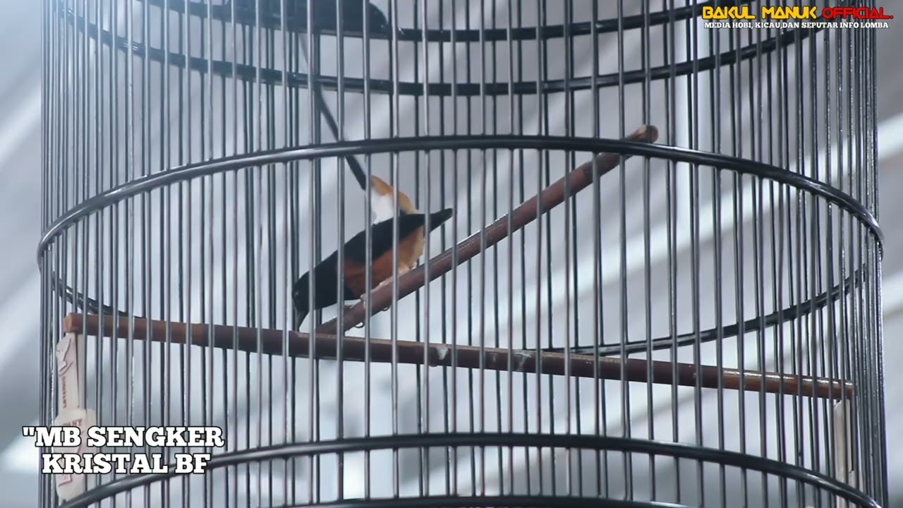 LAUNCHING SANGKAR WIKA ARENA, MURAI SENGKER RAIH PODIUM 2,MEMBUKTIKAN KESETABILANYA