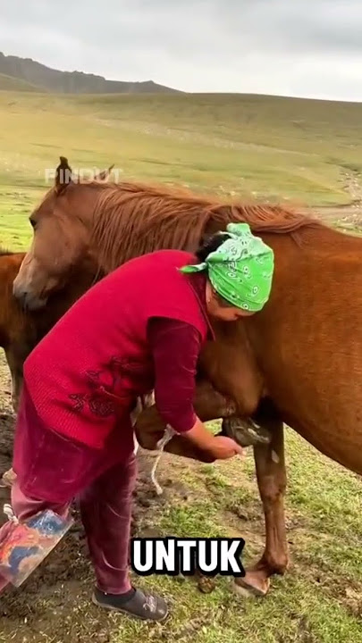 Easy way to milk a horse #milk #horsemilk #easyway #shortvideo #shorts