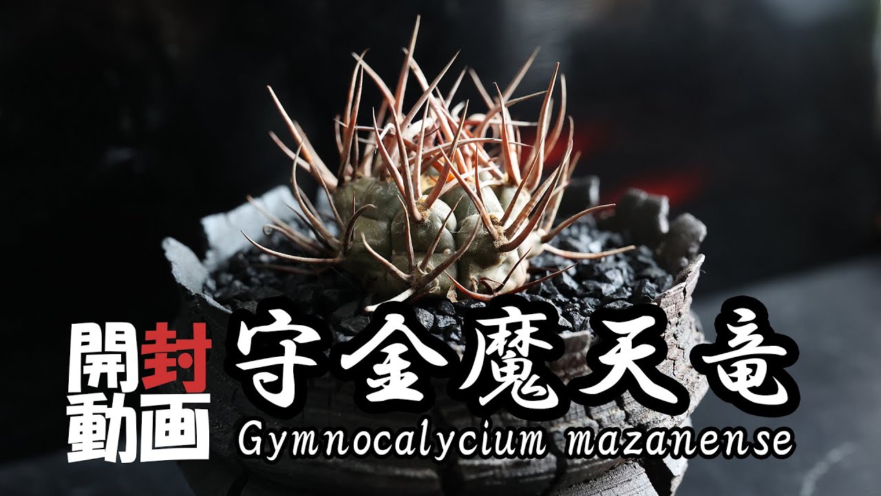 We welcomed Morikinma Tenryu. - YouTube