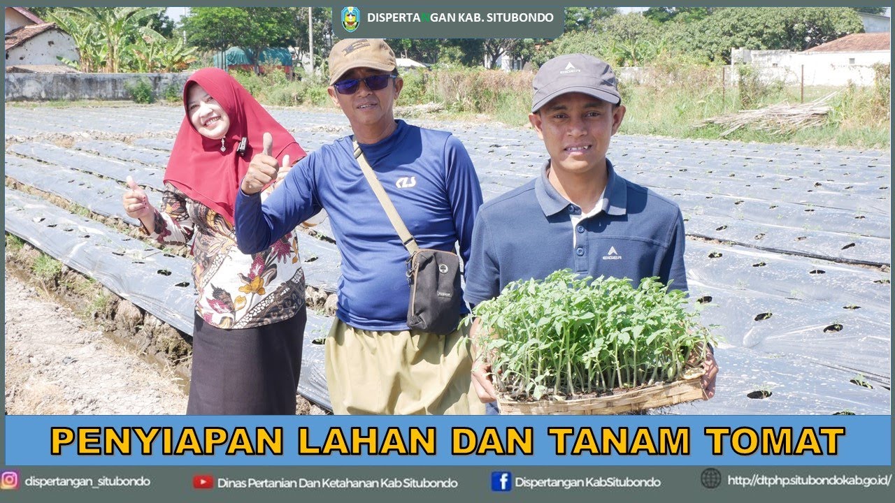 BUDIDAYA TANAMAN TOMAT (PROSES PERSIAPAN LAHAN DAN PENANAMAN)