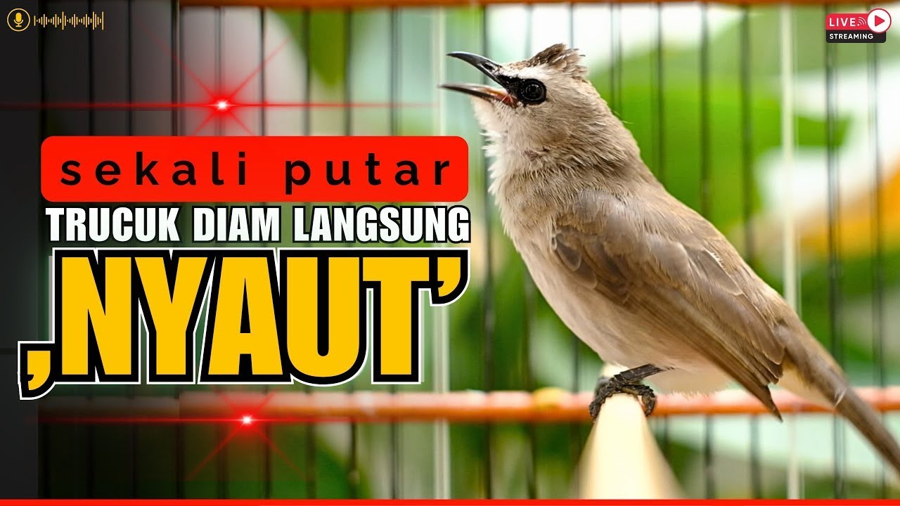 🛑PANCINGAN TRUCUKAN GACOR ROPEL PANJANG | MASTERAN TRUCUKAN BAHAN SUPAYA CEPAT NYAUT BUNYI GACOR