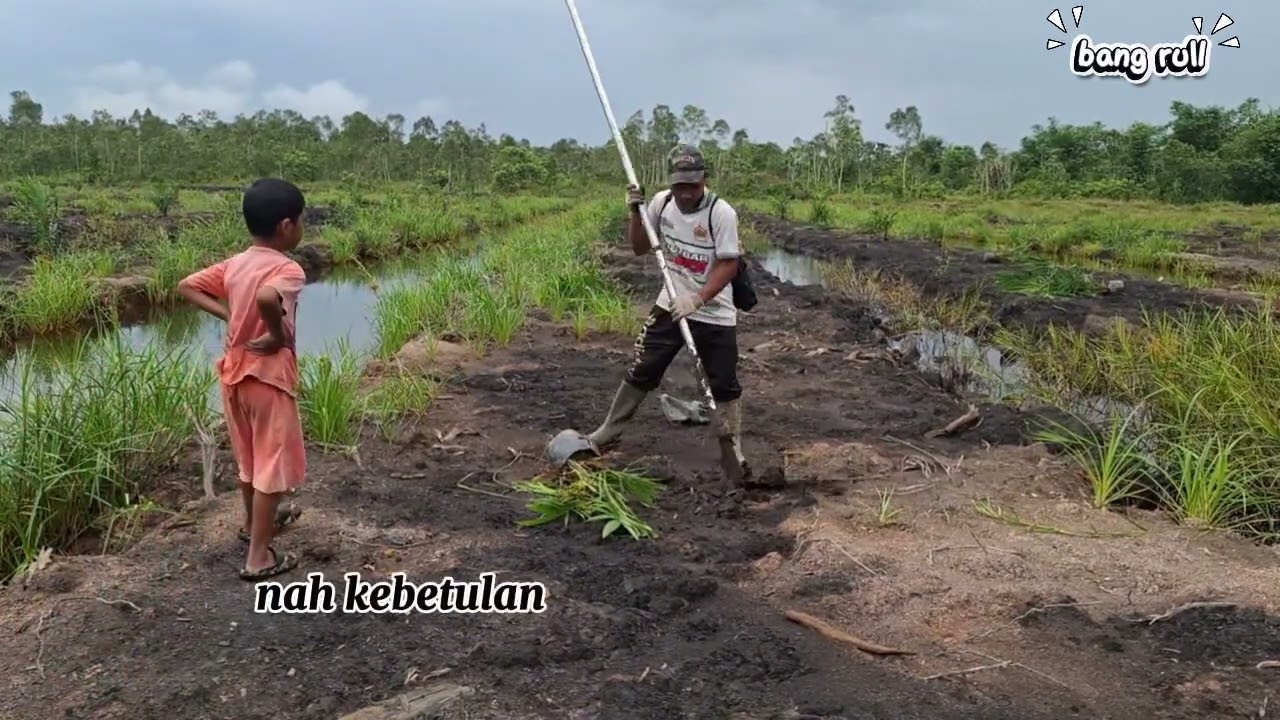 Wahh Beginilah proses tanam sawit di areal tanah gambut dan rawa!!!