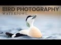 BIRD PHOTOGRAPHY | Photographing waterfowl