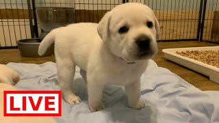LIVE STREAM Puppy Cam!  Labrador puppies in the play room!