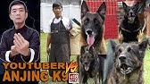 Polemik Anjing Vegan Karnivora Atau Herbivora Youtube