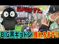 【サンリオ】黒ハンギョドンを獲る！沼りすぎて○○円散財。【UFOキャッチャー、はぴだんぶい】