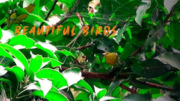 How birds collect spider webs to build their nests.