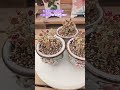 #핑클루비금#다육이농장 #이화랜드010-3339-2461 #식물재테크달인 #식물전도사 #succulent #shorts