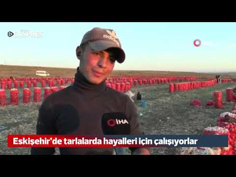 Eskişehir'de tarlalarda hayalleri