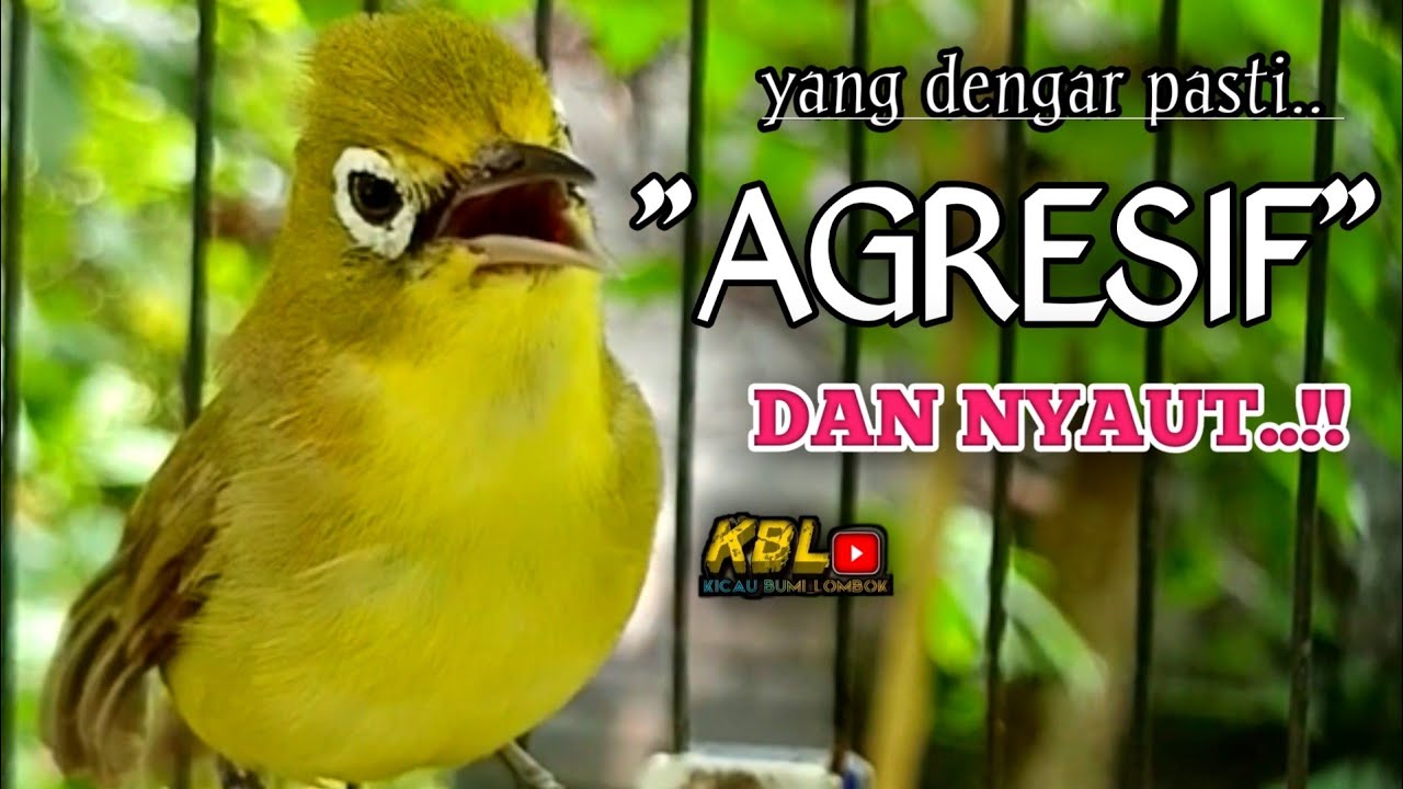 CIAK CIAK JOSS KECIAL KUNING AMPUH||PANCINGAN KECIAL MALAS BUNYI||