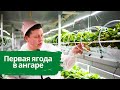 Ангар 3 серия. Новые приборы. Бюджетная автоматизация. Первая ягода.